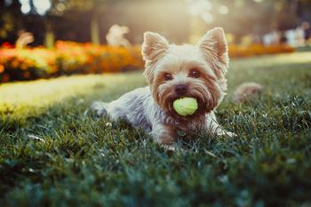 Dog